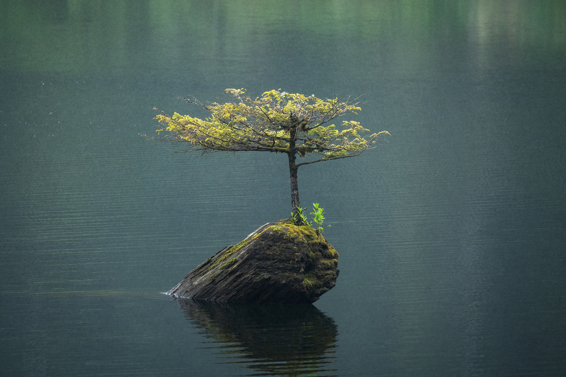 Fairy Lake Tree Vancouver Island